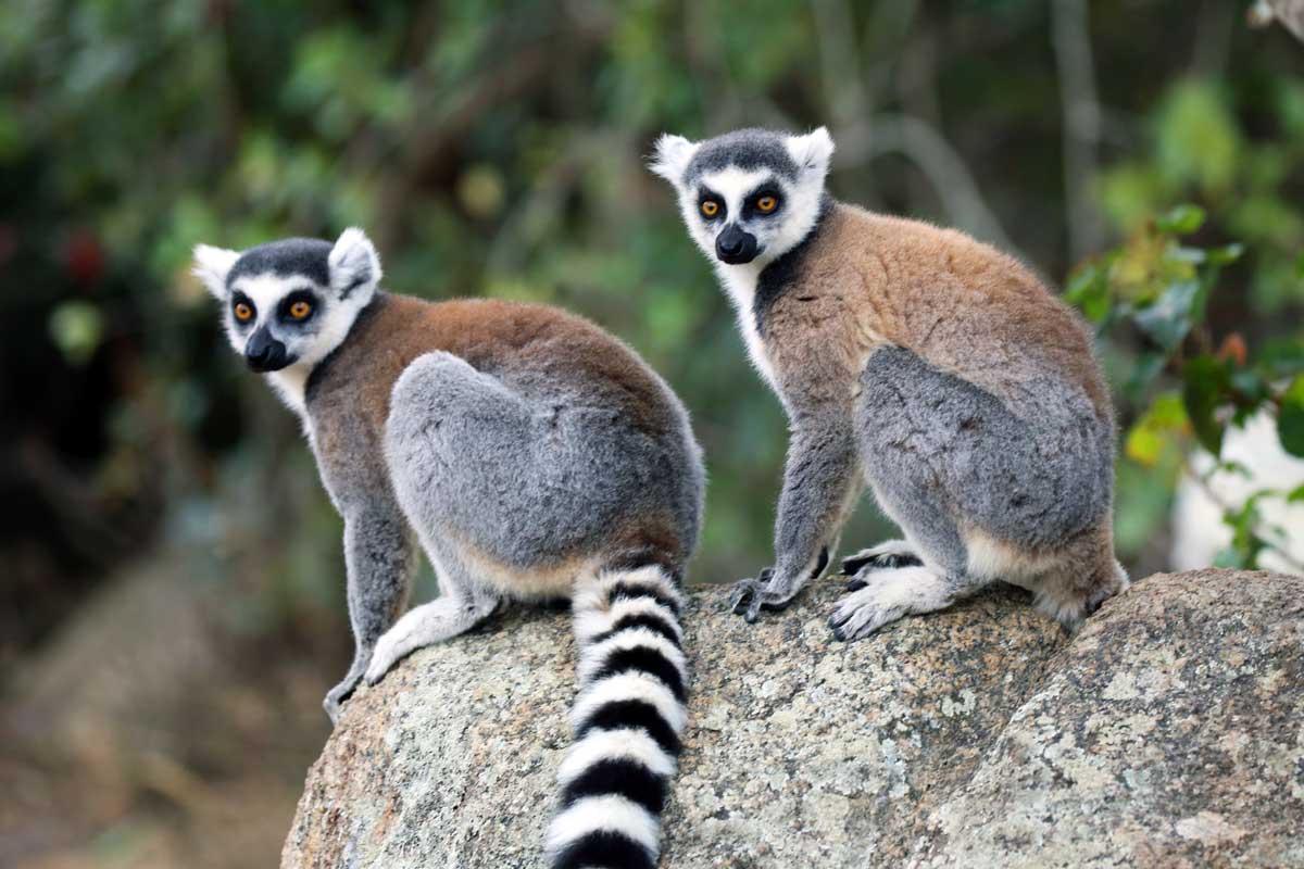 Madagascar